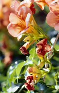 Fiori a Corf�