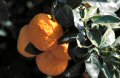 Mediterranean fruit