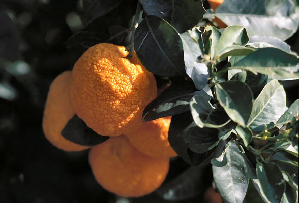 Fruit in the mediterranean