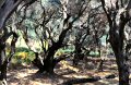 Olive groves