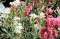 Fiori del Mediterraneo