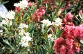 Flowers in full bloom