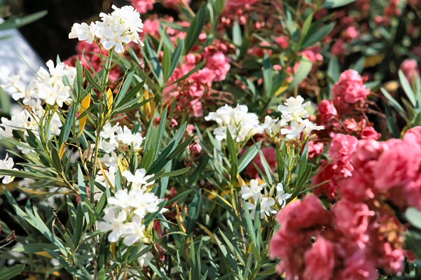Flowers in full bloom on the island