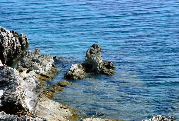 Along the shore